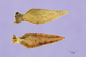 <i>Crassina elegans</i> (Jacq.) Kuntze