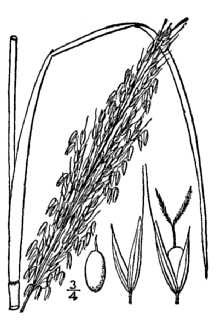 Giant Cutgrass