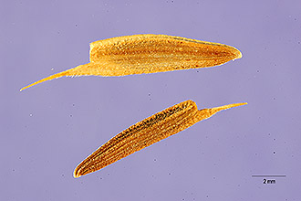 <i>Zinnia pauciflora</i> L.