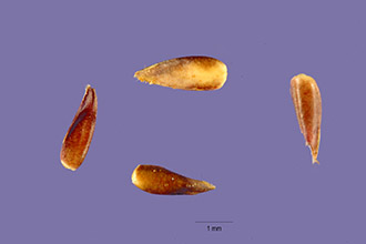 <i>Zoysia matrella</i> (L.) Merr. ssp. tenuifolia (Willd. ex Thiele) T. Koyama