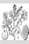 common juniper