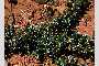 common juniper