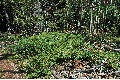 common juniper