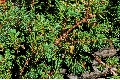 common juniper